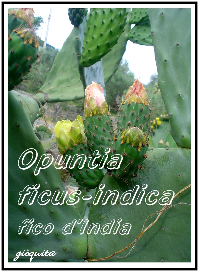Opuntia ficus-indica : un piatto x Voi